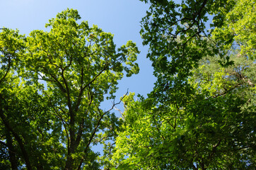 Beautiful green foliage background the blue sky, sunny summer day