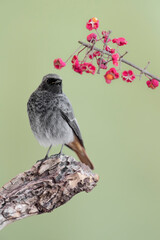 Fine art portrait of black redstart male (Phoenicurus ochruros)