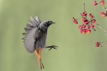 Ready to take a berry, portrait of Black redstart male in flight (Phoenicurus ochruros)