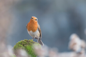 Red robin in winter season (Erithacus rubecula)
