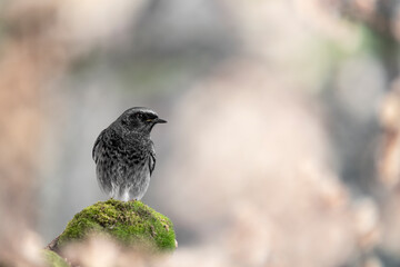 Black redstart male at morning (Phoenicurus ochruros)