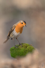 Sunrise with Red robin (Erithacus rubecula)