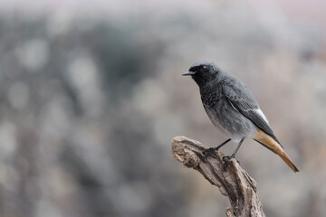 Black redstart male in the woodland (Phoenicurus ochruros)