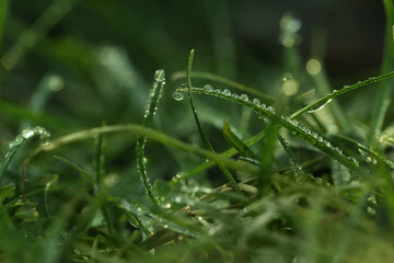 Green grass with morning dew outdoors, closeup