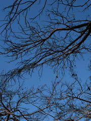 burnt tree branches and blue sky background