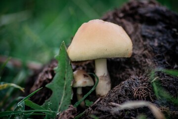 mushroom in the grass