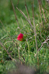 Fototapeta premium wild strawberry in the grass