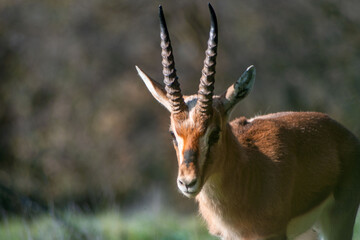 impala antelope in kruger park country