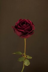 １輪の真紅の薔薇、黒背景、赤い薔薇クローズアップ