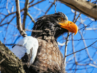 bird