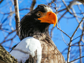 bird