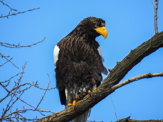 bird