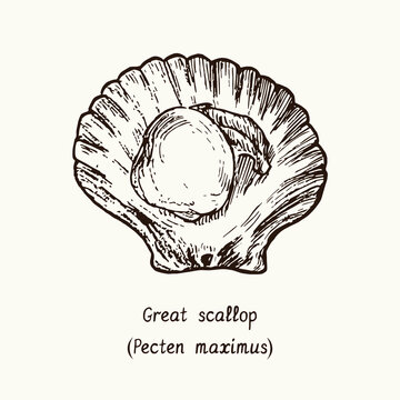 Great scallop (Pecten maximus) open. Ink black and white doodle drawing in woodcut style with inscription.