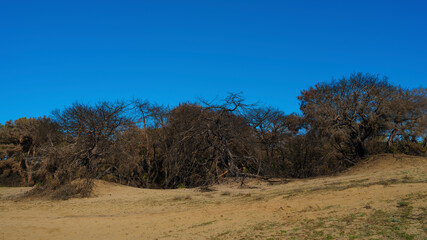 Fototapeta na wymiar sandy land, trees, and sky background