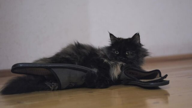 A fluffy domestic cat lies on a wooden floor and plays with slippers