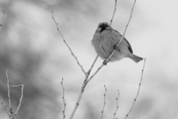 bird on a branch