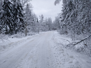 Snowy road. Winter forest. Snow. Beautiful winter background.