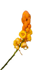 Yellow flower of Acapulo, Candelabra bush, Candle bush, Ringworm bush or Senna alata (L.) Roxb....