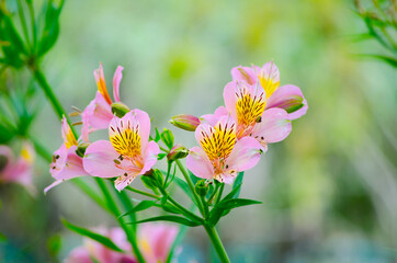Obraz premium Beautiful Pink Peruvian lily or Lily of the Incas in a spring season at a botanical garden.