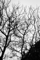Dramatic Trees in Black and White
