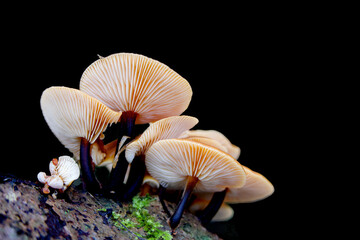 Mushrooms with black background