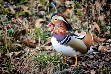 Mandarin Duck