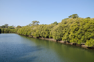 Fototapeta na wymiar Beautiful river alongside with green mangrove forest.