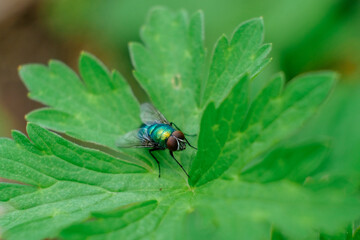 macro nature