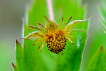 nature flower blossom