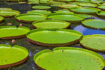 Giant water lily in botanical garden on Island Mauritius . Victoria amazonica, Victoria regia