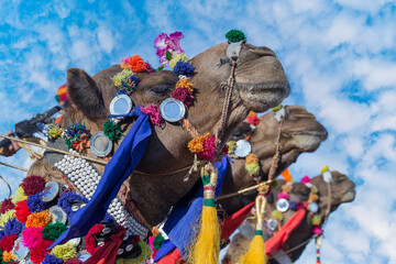 Decorated camel head in desert Thar during the annual Pushkar Camel Fair near holy city Pushkar,...