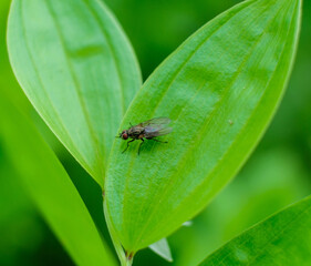 nature macro