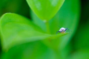 nature macro