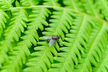 nature macro