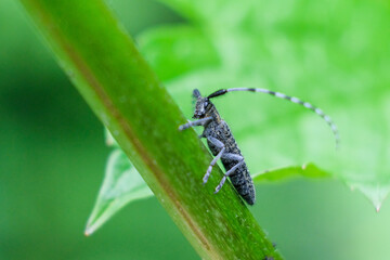nature macro