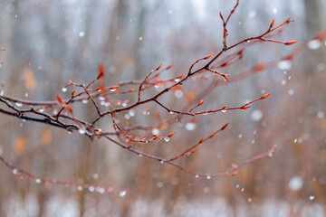 Raindrops on a bare branch in the spring during the melting snow