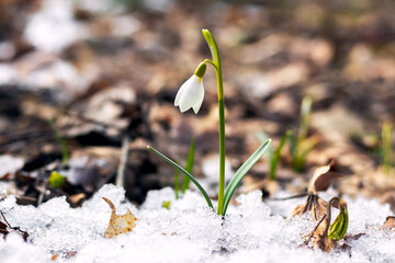 White gentle snowdrop among melted snow and dry leaves in sunny weather