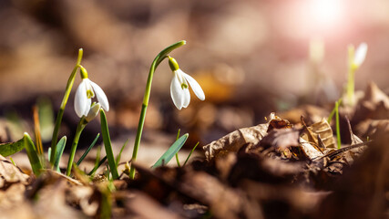 White snowdrops in the spring forest among the fallen leaves in sunny weather