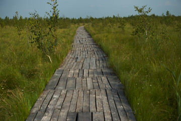 Fototapeta premium A wooden path in a swampy area in the High Swamp in Belarus. a metaphor for life, everyone goes their own way. allegory of the path of life. ecotrail in bogs in Belarus