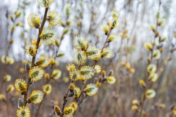 Willow branches with fluffy catkins on a blurred background, Easter background