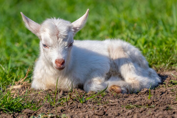 Obraz premium A small white goat lies on the grass in sunny weather