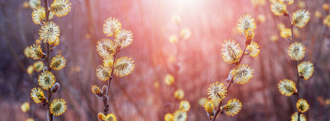 Willow branches with fluffy catkins on a blurred background during sunset, Easter background