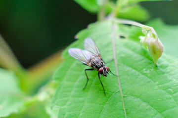 nature macro