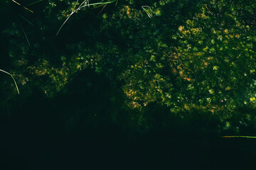 Top view of the surface of a swamp completely covered with greenery and aquatic plants.Environmental pollution concept.Juicy natural abstract background. Swamp as the lungs of the planet and as an ART