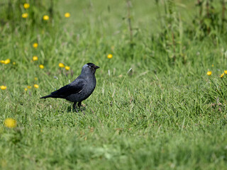 Jackdaw in a prairie