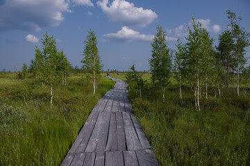 Elninskoe swamp, Belarus. Landscape of the Elninsky Reserve. A narrow wooden path winding through the swamp. Walking along the eco-trail, acquaintance with a new ecosystem. swamp-lungs of Europe