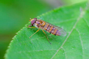 nature macro