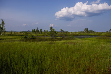 Fototapeta na wymiar Elninskoe swamp, Belarus. Landscape of the Elninsky Reserve. a picturesque view of the swamp, with its rare plants. A walk along the ecotrail, acquaintance with a new ecosystem. Marsh-lungs of Europe