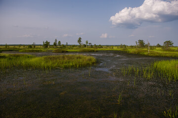 Elninskoe swamp, Belarus. Landscape of the Elninsky Reserve. a picturesque view of the swamp, with...