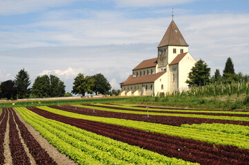 Fototapeta na wymiar Insel Reichenau, Gemüseanbau bei der Kirche St. Georg